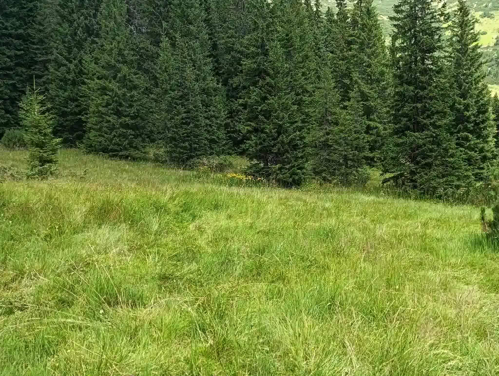IMG20250810134042_rezultat_rezultat_rezultat IMG20250810134042_rezultat_rezultat_rezultat