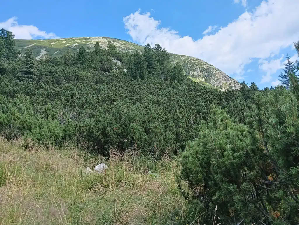 IMG20250810143308_rezultat_rezultat_rezultat IMG20250810143308_rezultat_rezultat_rezultat