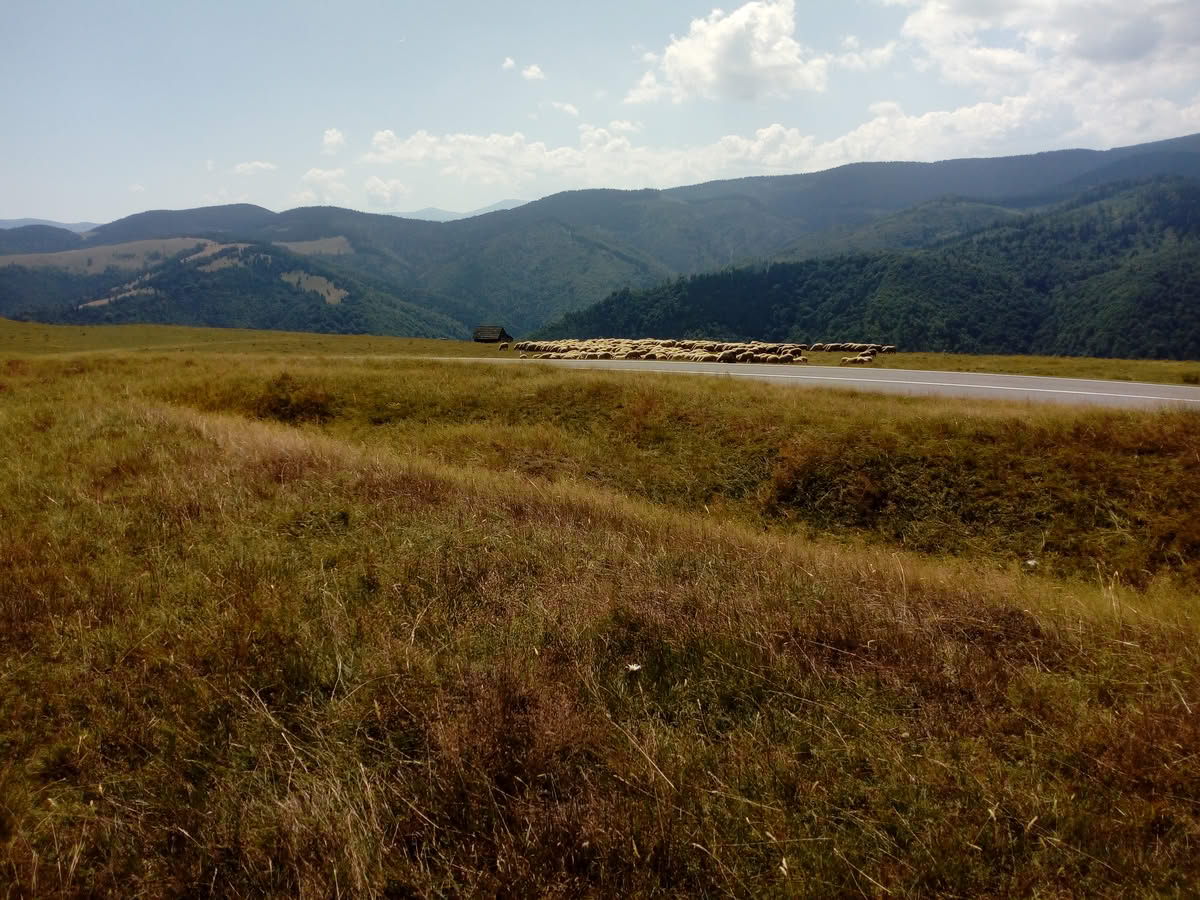 IMG_20210815_124037 Păltiniș vara