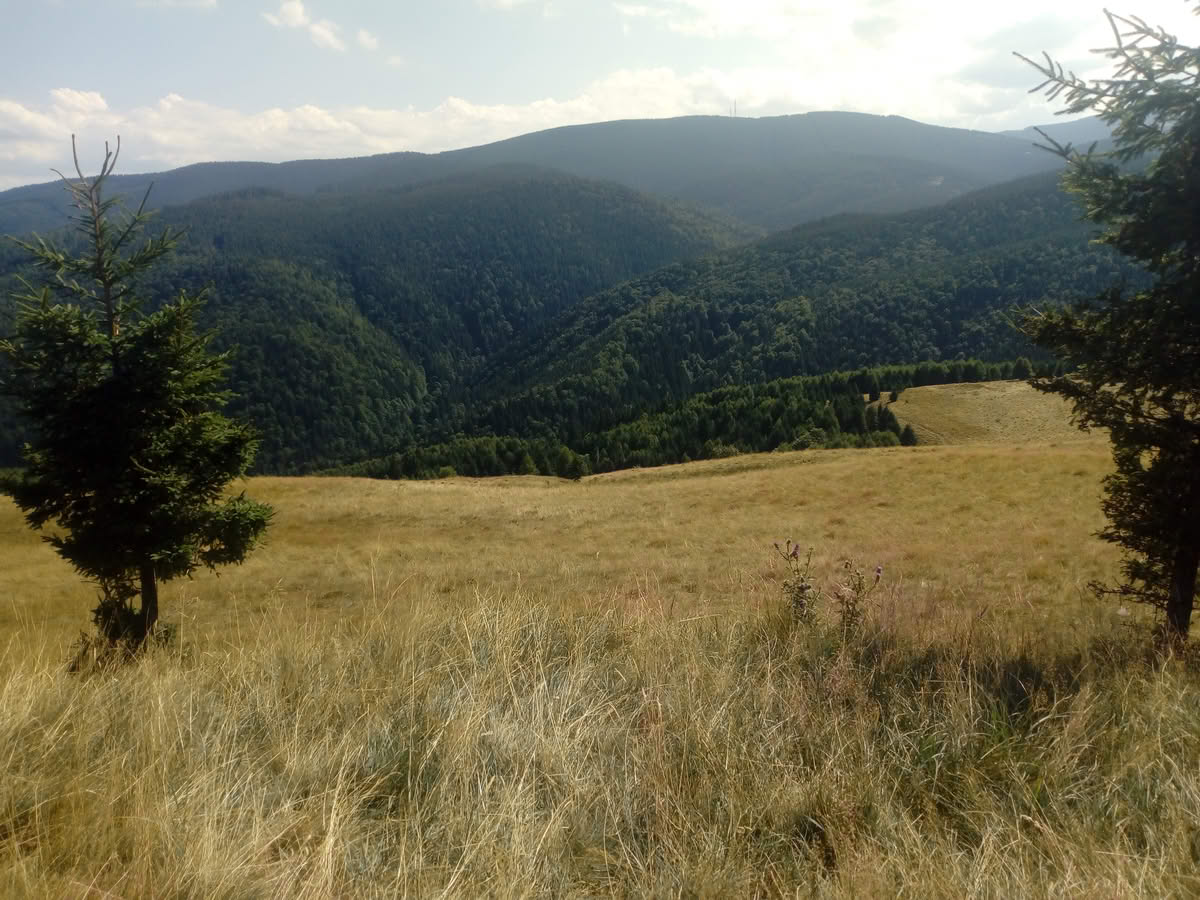 IMG_20210815_155700 Păltiniș vara