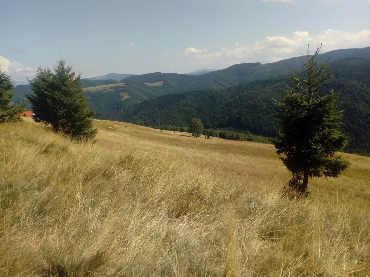 IMG_20210815_155704 Păltiniș vara